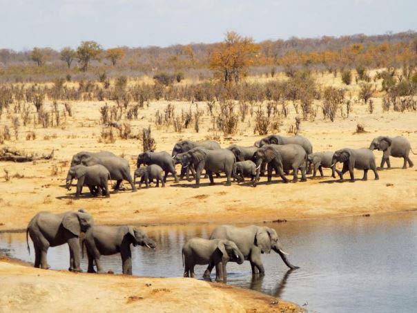 Safari au Zimbabwé