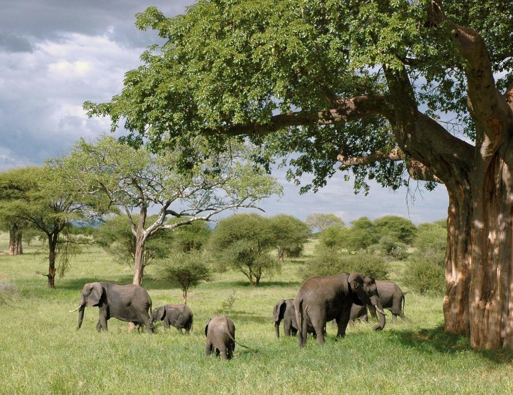 safari-tanzanie
