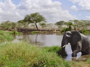 Explorer les havres de paix de la Tanzanie pour apercevoir une biodiversité riche